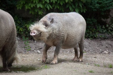 Sakallı Borneo domuz 