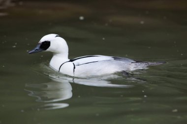Smew (Mergellus albellus)