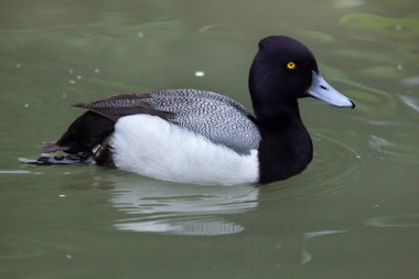 Lesser scaup (Aythya affinis) clipart