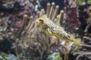 Çizgili burrfish (Chilomycterus schoepfi)