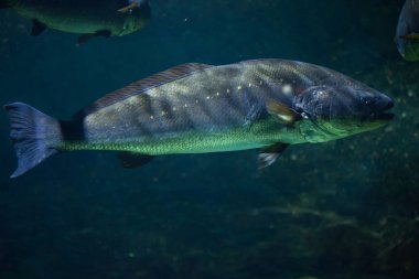 (Argyrosomus regius yetersiz)