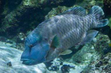 Humphead Wrasse (Cheilinus undulatus)