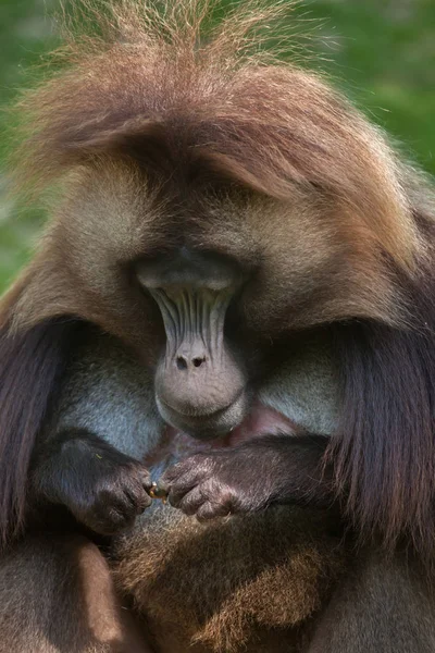 Macaco-babuíno Gelada — Fotografia de Stock