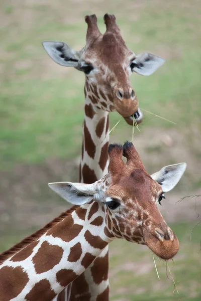 Girafas somalis reticuladas — Fotografia de Stock