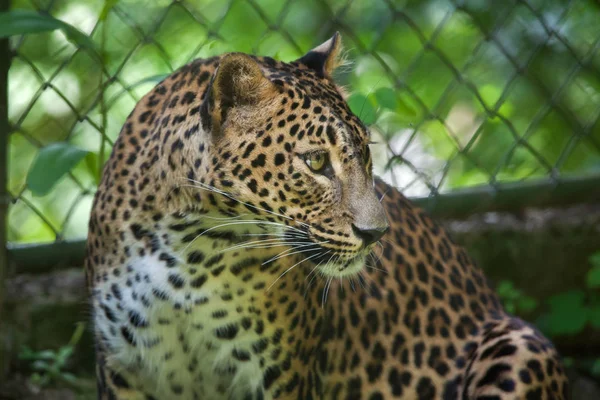Leopardo do Sri Lanka — Fotografia de Stock