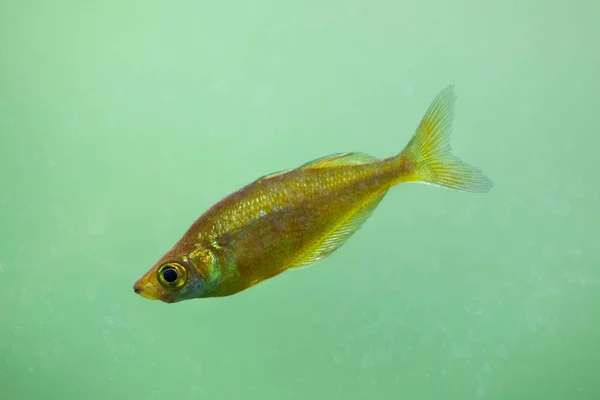 Червоний rainbowfish (Glossolepis incisus) — стокове фото