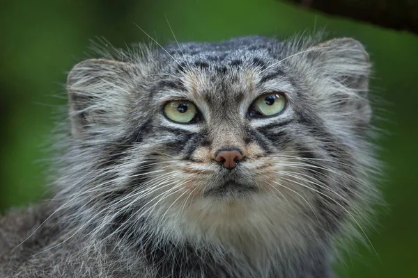 Gato de Palas (Otocolobus Manul ) — Foto de Stock