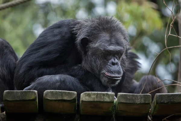 일반적인 강력한 침팬지 — 스톡 사진