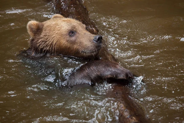 Urso castanho oriental distante — Fotografia de Stock