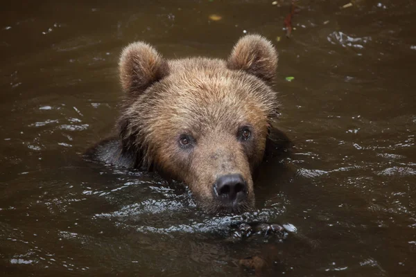 Kamchatka brown bear — Stock Photo, Image