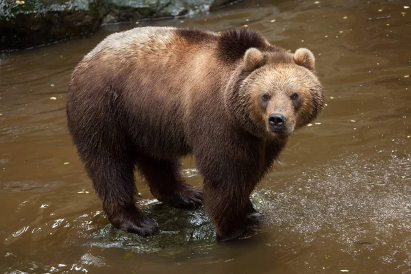 远东的棕色的熊 — 图库照片