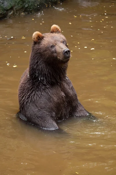 Камчатский бурый медведь — стоковое фото