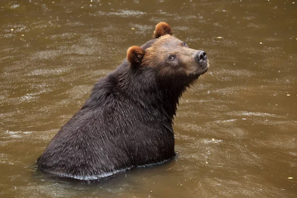 Камчатский бурый медведь — стоковое фото