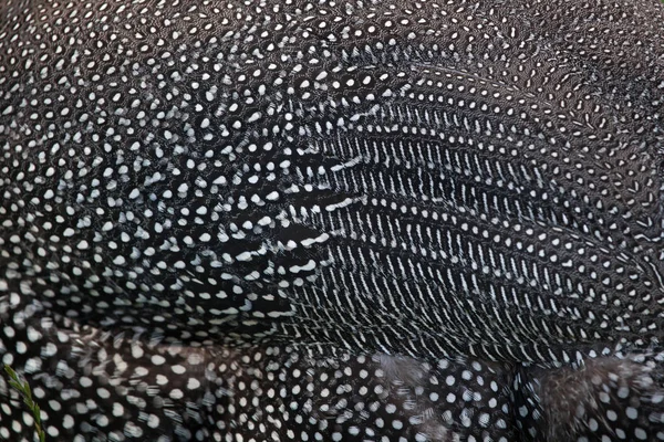 Textura de guineafowl domesticada — Foto de Stock