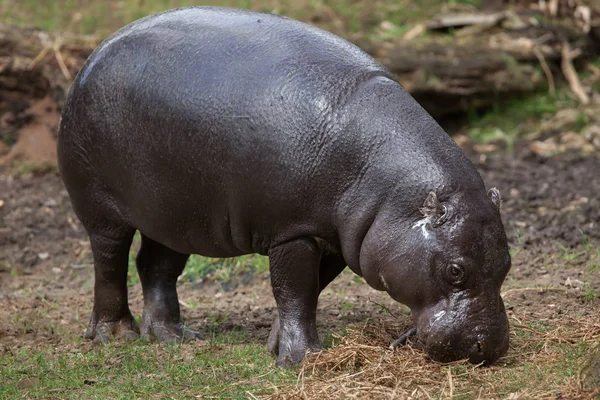 Pygmy nijlpaard (genoemd liberiensis) — Stockfoto