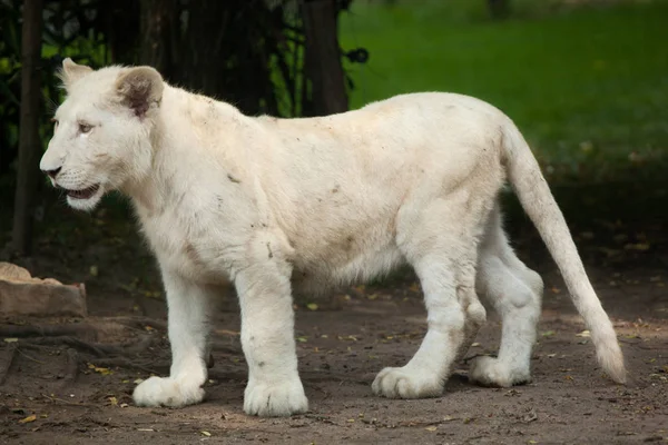 Cucciolo di leone bianco — Foto Stock