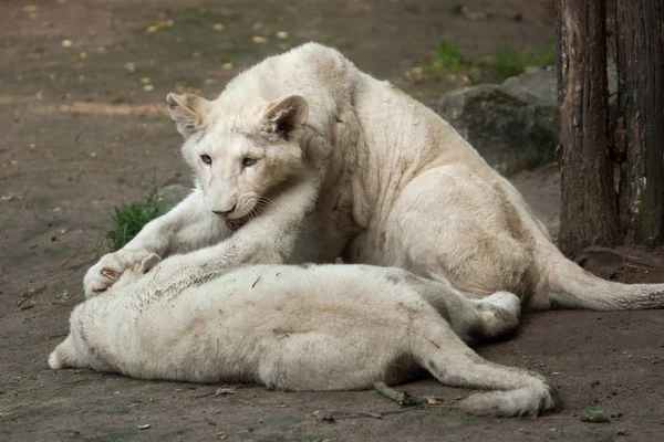 Filhotes de Leão Branco — Fotografia de Stock