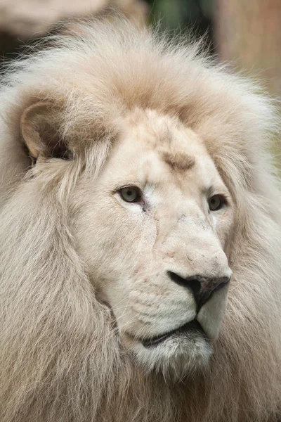 Lion blanc mâle — Photo