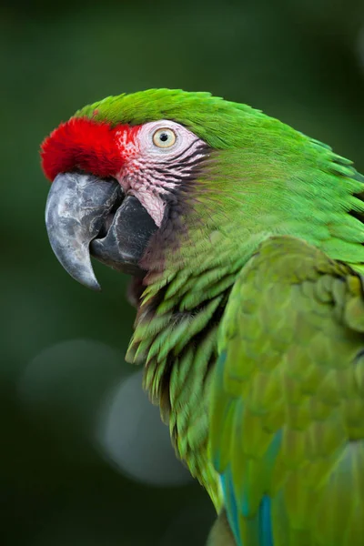 Green military macaw — Stock Photo, Image