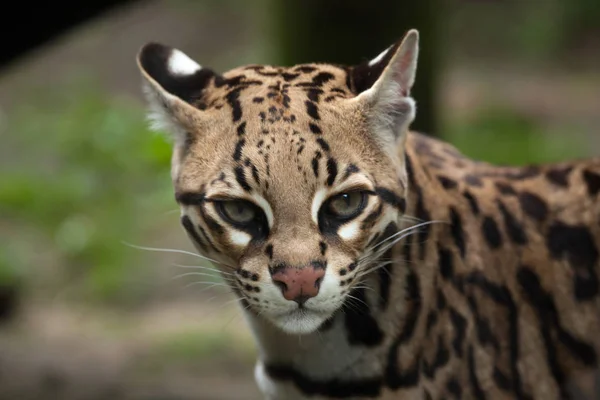 Ozelot (leopardus pardalis)) — Stockfoto