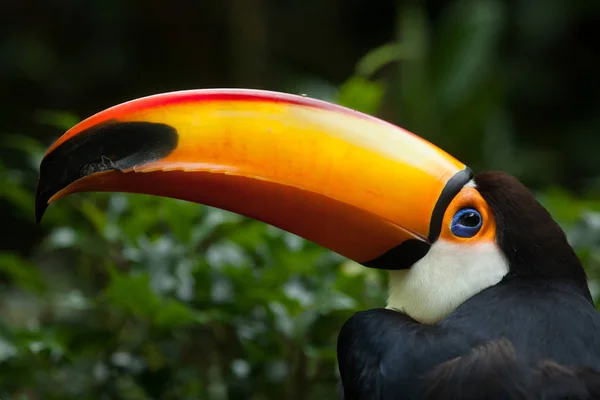 Tucano-toco (ramphastos toco) — Fotografia de Stock