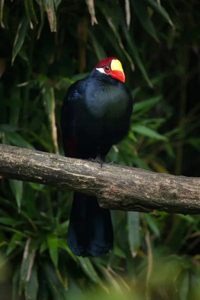 Βιολετί turaco (περιοχές musophaga) — Φωτογραφία Αρχείου