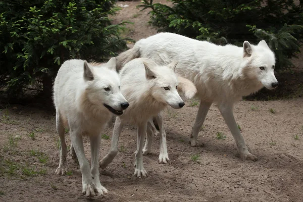 Arctic wolves (Canis lupus arctos) — Stock Photo, Image