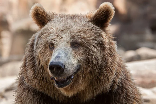 欧亚棕色的熊 — 图库照片