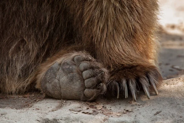 Niedźwiedź brunatny zwyczajny — Zdjęcie stockowe