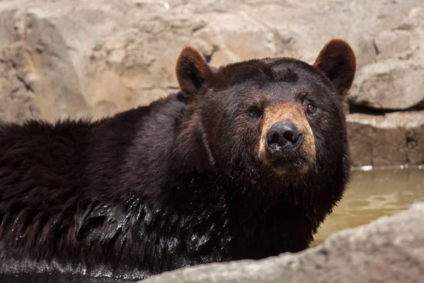 미국 블랙 곰 — 스톡 사진
