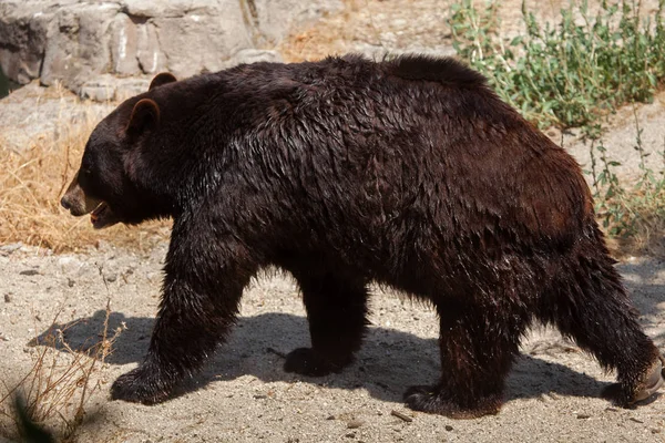 American black bear — Stock Photo, Image