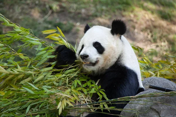 Reuzenpanda (ailuropoda melanoleuca) — Stockfoto