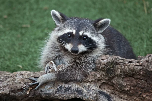 North American raccoon — Stock Photo, Image