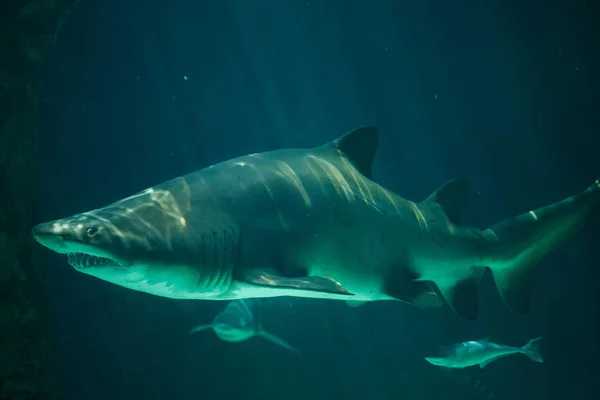 Песчаная тигровая акула (Carcharias taurus ) — стоковое фото