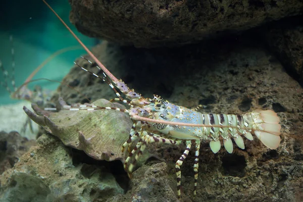 Langosta espinosa del Caribe — Foto de Stock