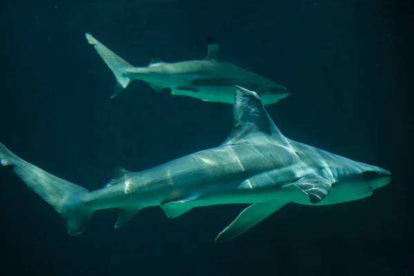 Tubarões-de-areia (Carcharhinus plumbeus ) — Fotografia de Stock