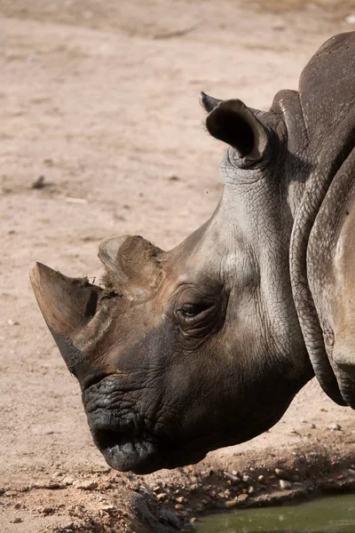 Southern white rhinoceros — Stock Photo, Image
