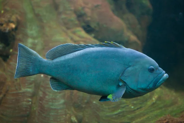 Blue-and-yellow grouper — Stock Photo, Image