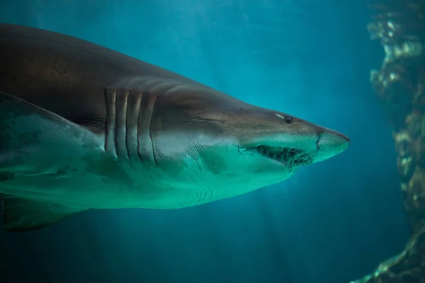 Sand tiger shark — Stock Photo, Image