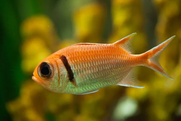 Doppelzahn-Soldatenfisch (myripristis hexagona)) — Stockfoto