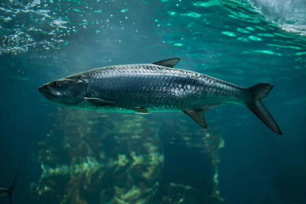 Sábalo atlántico (Megalops atlanticus ) — Foto de Stock