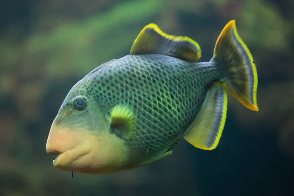 Peixe-gatilho marinho de margem amarela — Fotografia de Stock