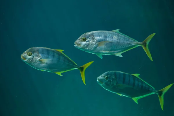 Grupo de trevallies dorados —  Fotos de Stock