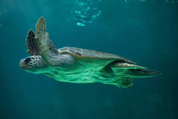 Loggerhead sea turtle — Stock Photo, Image