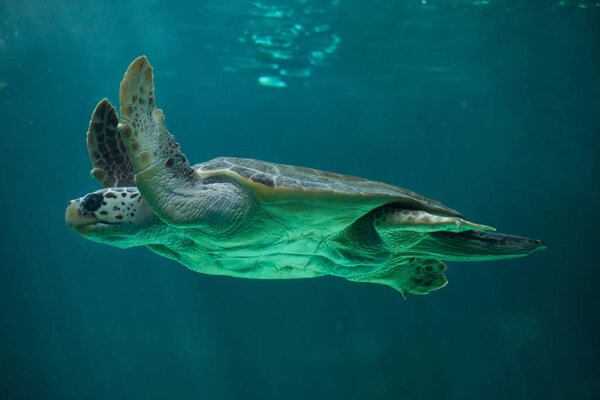 Loggerhead sea turtle