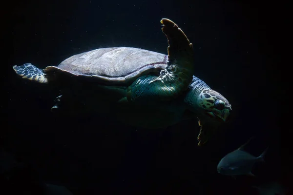 Hawksbill sea turtle — Stock Photo, Image