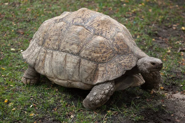 Leopard schildpad (stigmochelys pardalis) — Stockfoto