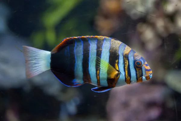 Harlequin marine tuskfish — Stock Photo, Image