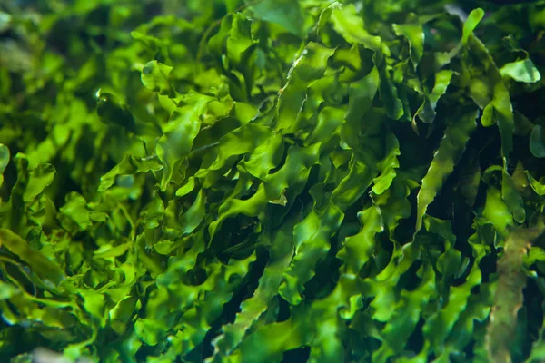 绿色海藻背景 — 图库照片