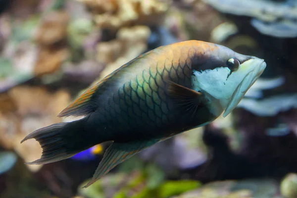 Slingjaw wrasse deniz balık. — Stok fotoğraf